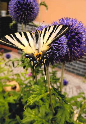 S&uuml;dlicher Schwalbenschwanz genie&szlig;t den Duft der Bl&uuml;ten - Renate Klauk 