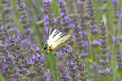 Segelfalter am Lavendel - Nadine Kunath 