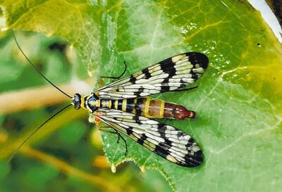 Skorpionsfliege - Heike Henschel 