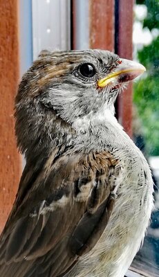 Spatz am Fenster - Paula Hirthe 