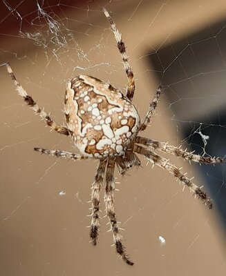 Thekla - unsere Hausspinne - Nancy Block 