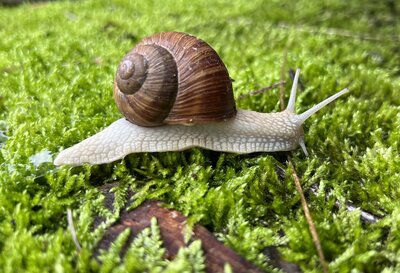 Weinbergschnecke on Tour - Cornelia Rudolph 