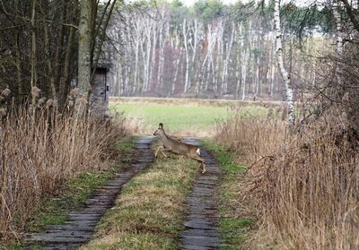 Wildwechsel - Dirk Ruhbach 