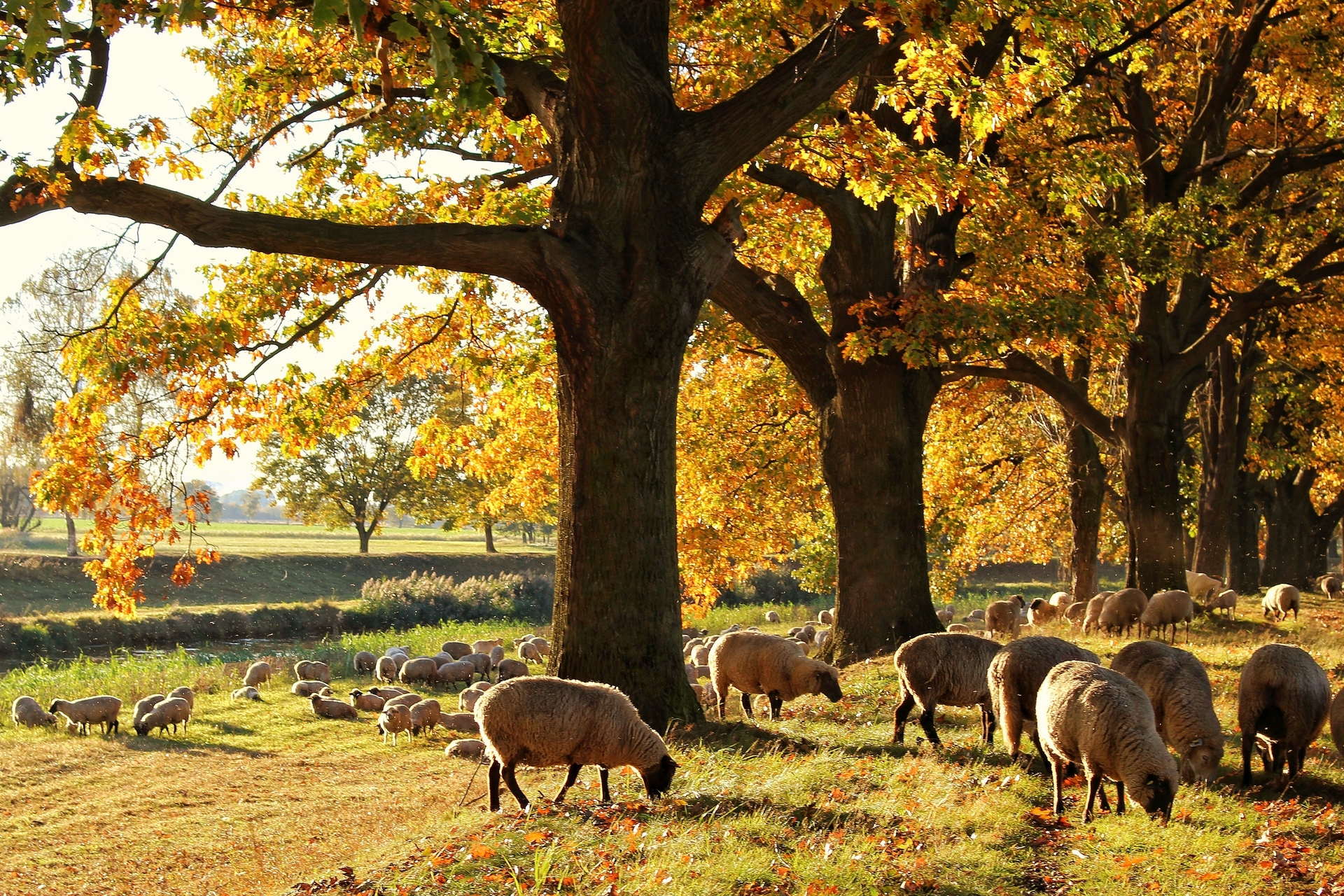 Bild: 2. Platz - Kira Drasdo mit „Schafe an der Schwarzen Elster im Herbst“