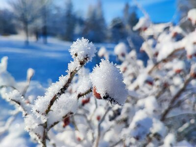 Foto des Albums: Königsbrück im Winter