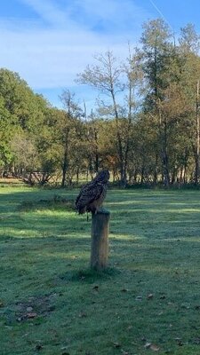 5 Adler 