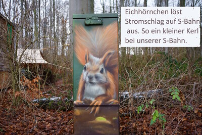 Eichh&ouml;rnchen  (Bild vergr&ouml;&szlig;ern)