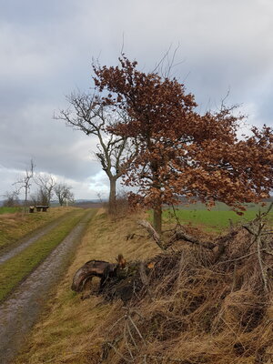 Foto des Albums: Bäume nachschneiden (12. 02. 2023)