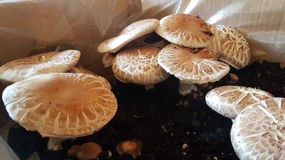 Foto des Albums: Pizza Funghi