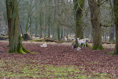 Tiergarten  (Bild vergr&ouml;&szlig;ern)