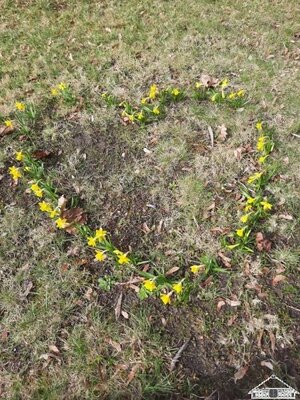 Vor unserer Schule werden momentan alle mit diesem niedlichen Herz aus Osterglocken begr&uuml;&szlig;t.  (Bild vergr&ouml;&szlig;ern)