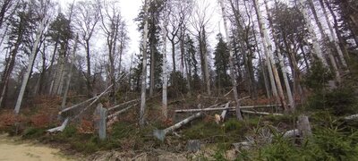 Foto des Albums: Rundwanderung auf dem großen Waldstein bei Weißenstadt