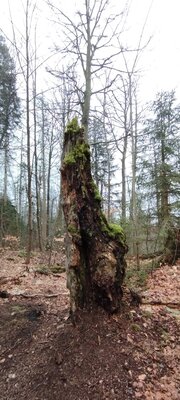 Foto des Albums: Rundwanderung auf dem großen Waldstein bei Weißenstadt