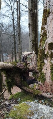 Foto des Albums: Rundwanderung auf dem großen Waldstein bei Weißenstadt