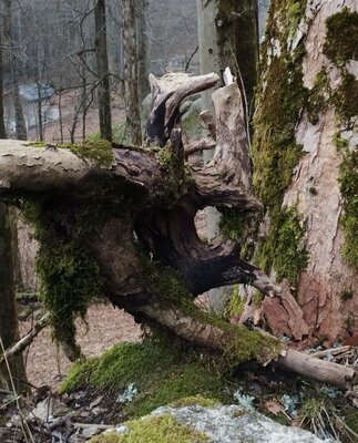Foto des Albums: Rundwanderung auf dem großen Waldstein bei Weißenstadt