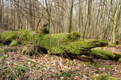 Ein gr&uuml;nes Krokodil im Deister  (Bild vergr&ouml;&szlig;ern)