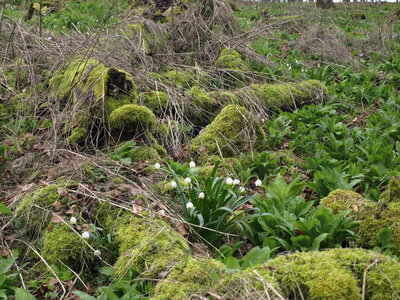 M&auml;rzenbecher  (Bild vergr&ouml;&szlig;ern)