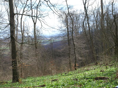 B&auml;rlauch  (Bild vergr&ouml;&szlig;ern)