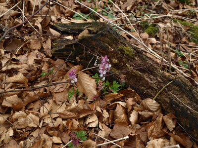 Sch&ouml;n  (Bild vergr&ouml;&szlig;ern)