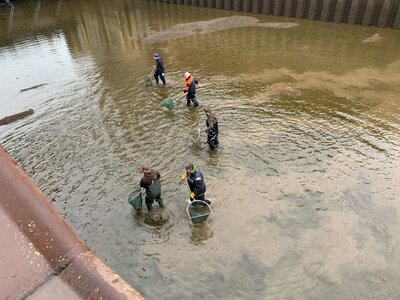 Foto des Albums: Abfischung in der Schleuse Rothensee