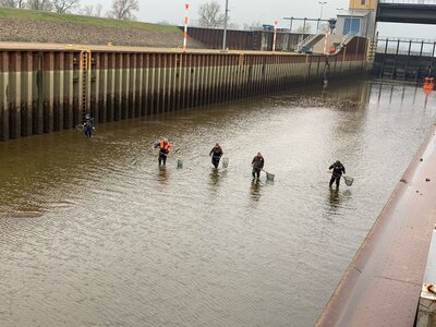 Foto des Albums: Abfischung in der Schleuse Rothensee