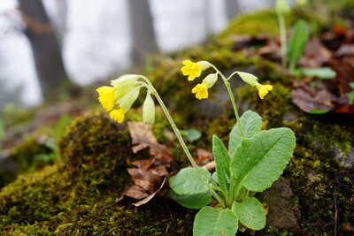 Fr&uuml;hling kommt - Schl&uuml;sselblumen  (Bild vergr&ouml;&szlig;ern)