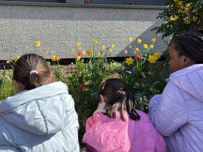 Foto des Albums: Da sind die Frühblüher! (19.04.2023)