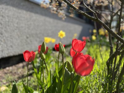 Foto des Albums: Da sind die Frühblüher! (19.04.2023)