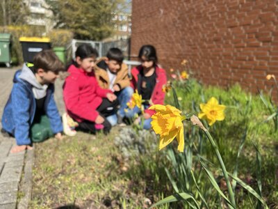 Foto des Albums: Da sind die Frühblüher! (19.04.2023)