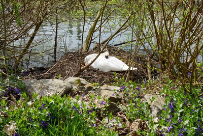 Schwan beim Br&uuml;ten  (Bild vergr&ouml;&szlig;ern)
