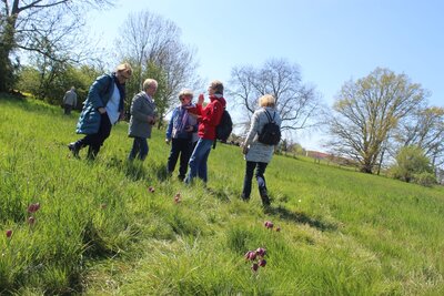 Foto des Albums: Wanderung zur Schachbrettblumenwiese