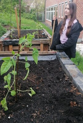 Foto des Albums: Hochbeet