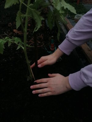 Foto des Albums: Hochbeet