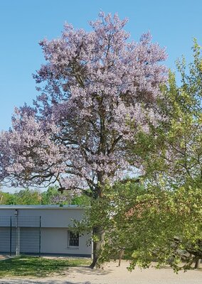 Fotoalbum Unser Blauglockenbaum auf dem Schulhof