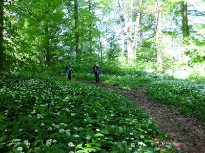 Der ehemalige Burghof.  (Bild vergr&ouml;&szlig;ern)