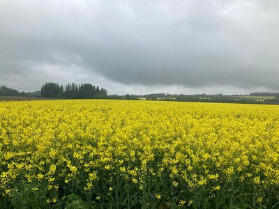 L&auml;sst den Regen fast vergessen  (Bild vergr&ouml;&szlig;ern)