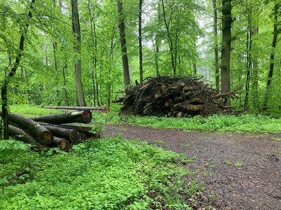 Der Regen macht W&auml;lder gr&uuml;n.  (Bild vergr&ouml;&szlig;ern)