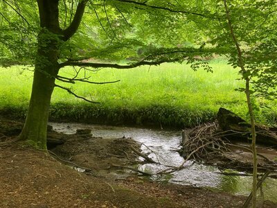 Der Walterbach  (Bild vergr&ouml;&szlig;ern)