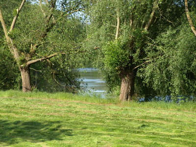 Leine  (Bild vergr&ouml;&szlig;ern)