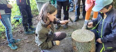 Foto des Albums: Waldjugendspiele – Spiel und Spaß im Wald