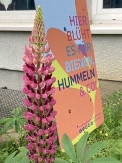 Foto des Albums: Netzwerk Blühende Landschaften