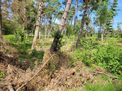 Foto des Albums: Moorbahn Burgsittensen