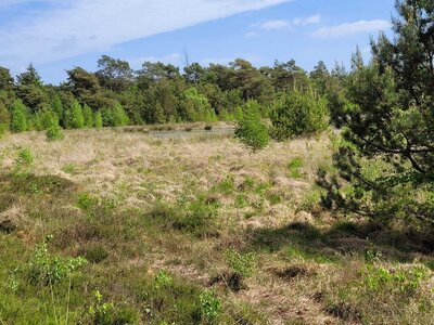 Foto des Albums: Moorbahn Burgsittensen