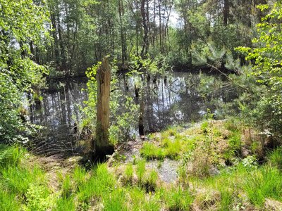 Foto des Albums: Moorbahn Burgsittensen