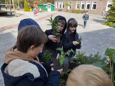Foto des Albums: Schüler pflanzen und säen