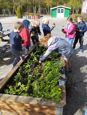 Foto des Albums: Schüler pflanzen und säen