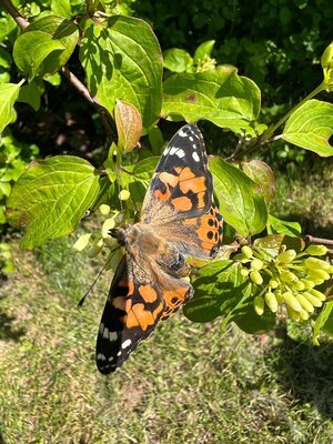 Foto des Albums: Schmetterlinge