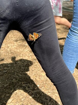 Foto des Albums: Schmetterlinge
