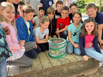 Foto des Albums: Schmetterlinge