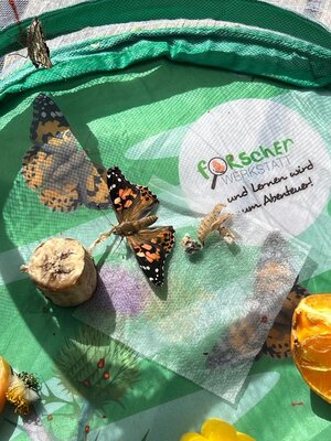 Foto des Albums: Schmetterlinge